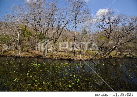 早春の箱根湿生花園 113389825