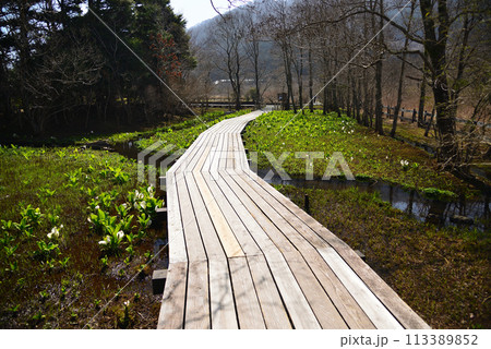 早春の箱根湿生花園 早春の箱根湿生花園 113389852