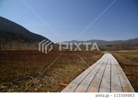 早春の箱根湿生花園 113389863