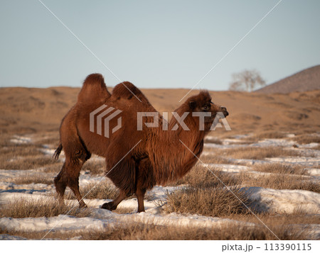 冬のモンゴル　ウランバートル郊外・ナライハ　草原とラクダ 113390115