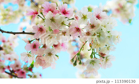 満開のオオシマザクラと青空の風景 113390130