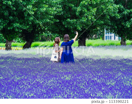 初夏の北海道 ラベンダー畑 初夏の北海道 ラベンダー畑 113390221
