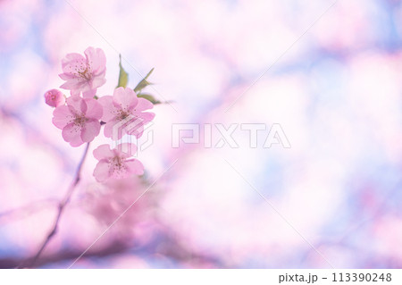 河津桜と空 河津桜と空 113390248