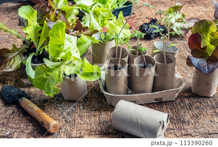 Seedlings in toilet paper roll Seedlings in toilet paper roll 113390260