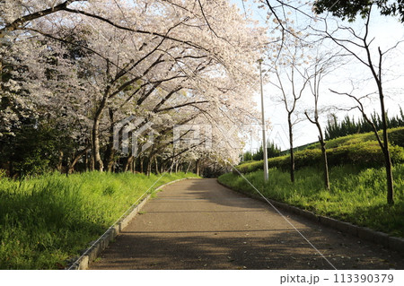 寝屋川公園の満開ザクラ【大阪府寝屋川市】 113390379