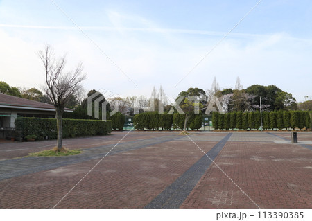 寝屋川公園の満開ザクラ【大阪府寝屋川市】 寝屋川公園の満開ザクラ【大阪府寝屋川市】 113390385