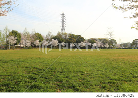 寝屋川公園の満開ザクラ【大阪府寝屋川市】 寝屋川公園の満開ザクラ【大阪府寝屋川市】 113390429