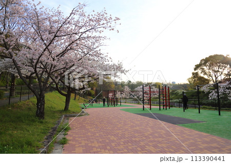 寝屋川公園の満開ザクラ【大阪府寝屋川市】 寝屋川公園の満開ザクラ【大阪府寝屋川市】 113390441