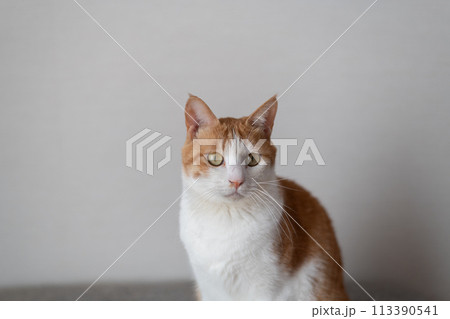 見つめる猫 茶トラ白 見つめる猫 茶トラ白 113390541