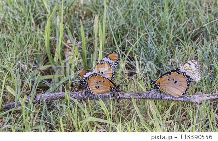 Close up of a colorful butterfly in a meadow Close up of a colorful butterfly in a meadow 113390556