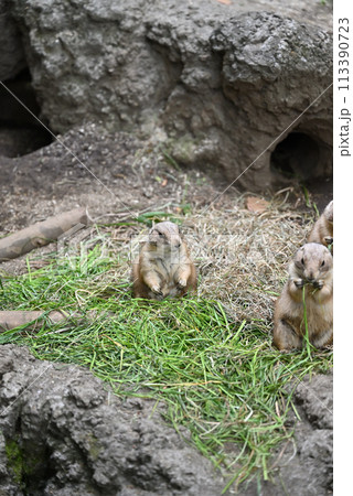 プレーリードッグ、上野動物園 113390723