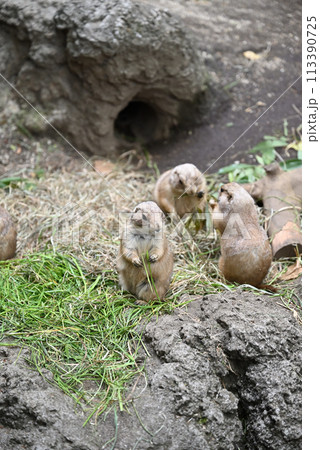 プレーリードッグ、上野動物園 113390725