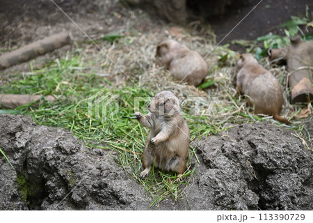 プレーリードッグ、上野動物園 113390729