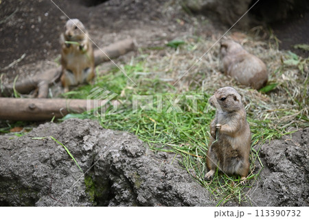 プレーリードッグ、上野動物園 113390732