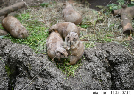 プレーリードッグ、上野動物園 プレーリードッグ、上野動物園 113390736