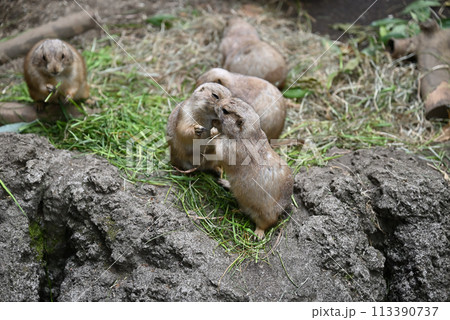プレーリードッグ、上野動物園 プレーリードッグ、上野動物園 113390737