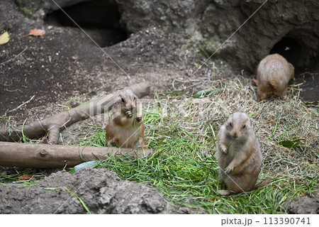 プレーリードッグ、上野動物園 113390741