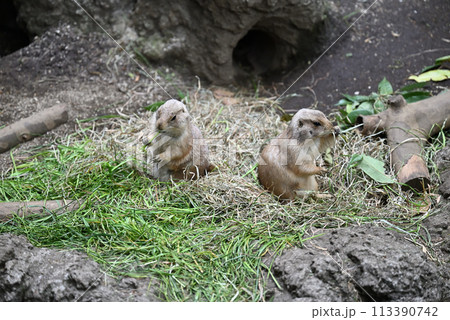 プレーリードッグ、上野動物園 プレーリードッグ、上野動物園 113390742