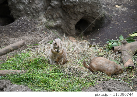 プレーリードッグ、上野動物園 プレーリードッグ、上野動物園 113390744