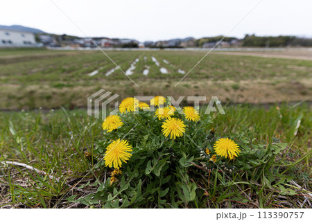 まだ春浅い田園地帯と道端のタンポポの花 113390757