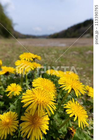 まだ春浅い田園地帯と道端のタンポポの花 113390765