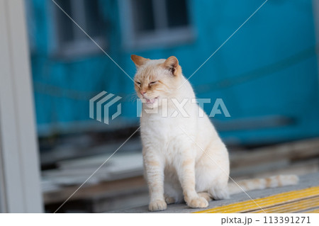 可愛い猫 可愛い猫 113391271