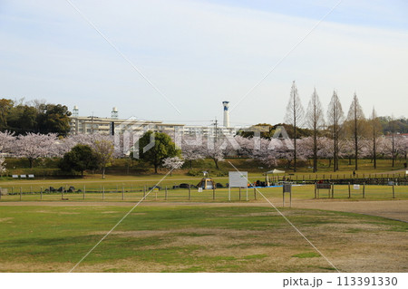 打上川治水緑地の満開ザクラ【大阪府寝屋川市】 113391330