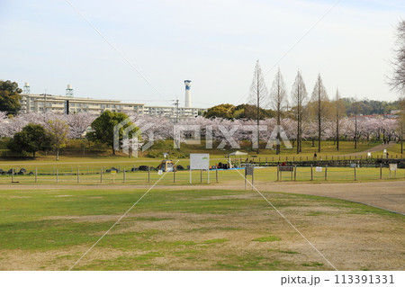 打上川治水緑地の満開ザクラ【大阪府寝屋川市】 113391331