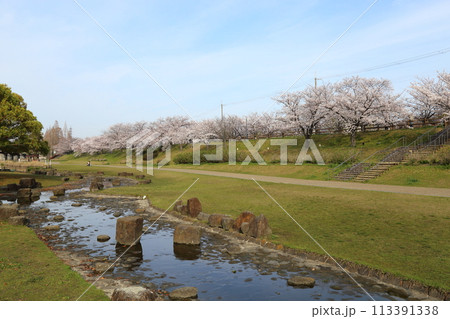 打上川治水緑地の満開ザクラ【大阪府寝屋川市】 打上川治水緑地の満開ザクラ【大阪府寝屋川市】 113391338