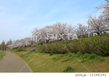 打上川治水緑地の満開ザクラ【大阪府寝屋川市】 打上川治水緑地の満開ザクラ【大阪府寝屋川市】 113391341