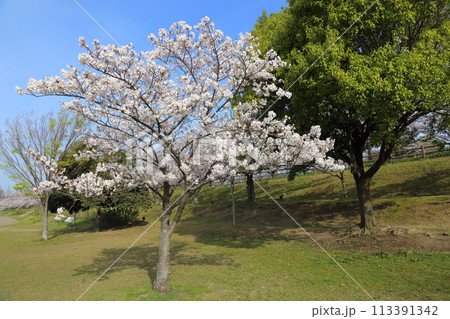 打上川治水緑地の満開ザクラ【大阪府寝屋川市】 打上川治水緑地の満開ザクラ【大阪府寝屋川市】 113391342