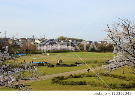 打上川治水緑地の満開ザクラ【大阪府寝屋川市】 打上川治水緑地の満開ザクラ【大阪府寝屋川市】 113391349