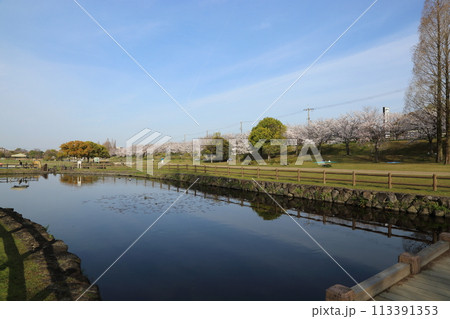 打上川治水緑地の満開ザクラ【大阪府寝屋川市】 打上川治水緑地の満開ザクラ【大阪府寝屋川市】 113391353