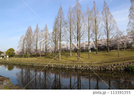 打上川治水緑地の満開ザクラ【大阪府寝屋川市】 打上川治水緑地の満開ザクラ【大阪府寝屋川市】 113391355