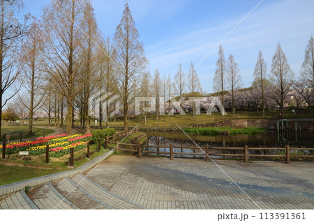 打上川治水緑地の満開ザクラ【大阪府寝屋川市】 打上川治水緑地の満開ザクラ【大阪府寝屋川市】 113391361