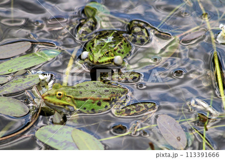 green frog in the water green frog in the water 113391666