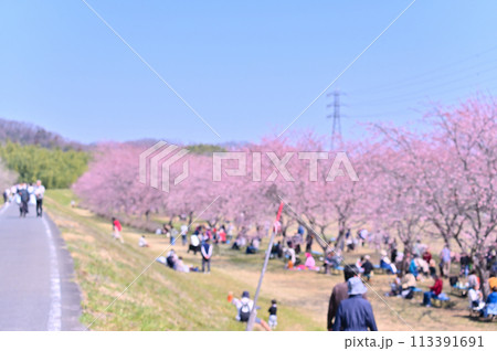 さくら祭り 満開の桜並木 安行寒桜 北浅羽桜堤公園 埼玉県 さくら祭り 満開の桜並木 安行寒桜 北浅羽桜堤公園 埼玉県 113391691