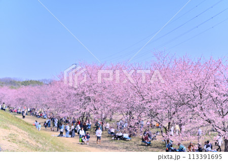 さくら祭り 満開の桜並木 安行寒桜 北浅羽桜堤公園 埼玉県 さくら祭り 満開の桜並木 安行寒桜 北浅羽桜堤公園 埼玉県 113391695