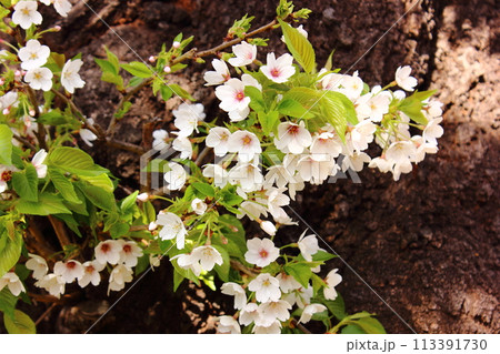 杉並区に咲いているオオシマザクラ（4） 113391730