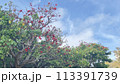沖縄那覇若狭海浜公園に咲いた沖縄県花デイゴ  113391739