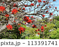 沖縄那覇ちゅらまち公園に咲いたデイゴ の花 113391741