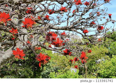 沖縄那覇ちゅらまち公園に咲いたデイゴ の花 113391741