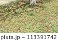 沖縄県花デイゴ の落花 113391742