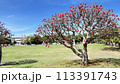 沖縄那覇ちゅらまち公園に咲いたデイゴ の花 113391743