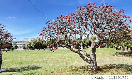 沖縄那覇ちゅらまち公園に咲いたデイゴ の花 沖縄那覇ちゅらまち公園に咲いたデイゴ の花 113391743