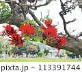 沖縄那覇ちゅらまち公園に咲いたデイゴ の花 113391744