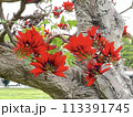 沖縄那覇ちゅらまち公園に咲いたデイゴ の花 113391745