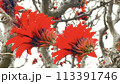 沖縄那覇ちゅらまち公園に咲いたデイゴ の花 113391746