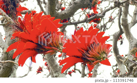 沖縄那覇ちゅらまち公園に咲いたデイゴ の花 沖縄那覇ちゅらまち公園に咲いたデイゴ の花 113391746