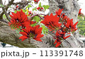 沖縄那覇ちゅらまち公園に咲いたデイゴ の花 113391748